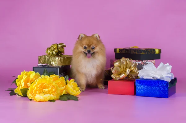 Pequeno cão da Pomerânia — Fotografia de Stock