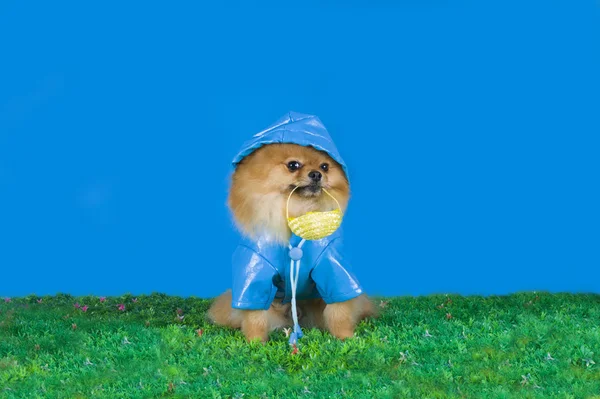 Pequeno cão da Pomerânia — Fotografia de Stock