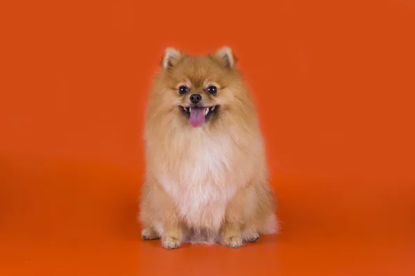 Pequeno cão da Pomerânia — Fotografia de Stock