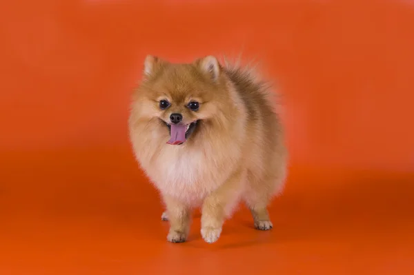 Kleine Pommeren hond — Stockfoto