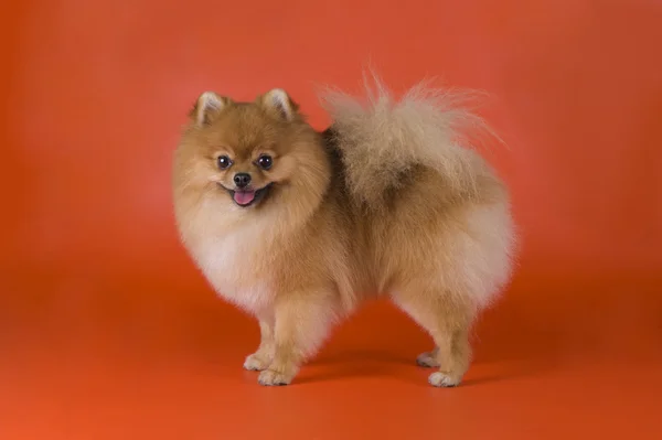 Pequeno cão da Pomerânia — Fotografia de Stock