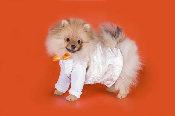 Liten pomeranian hund — Stockfoto