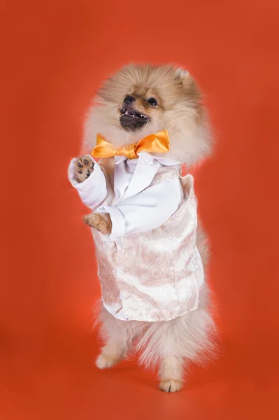 Small Pomeranian dog — Stock Photo, Image