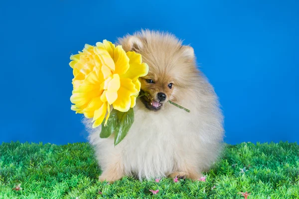 Small Pomeranian dog — Stock Photo, Image