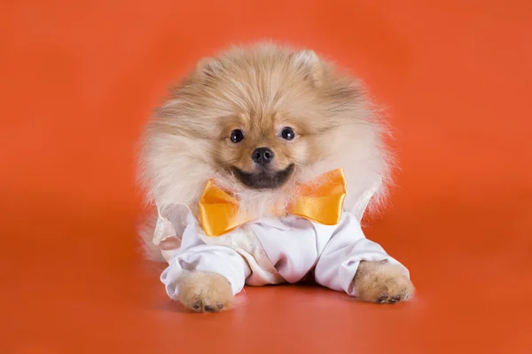 Kleine Pommeren hond — Stockfoto