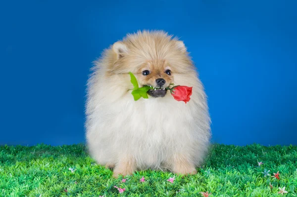 Pequeno cão da Pomerânia — Fotografia de Stock