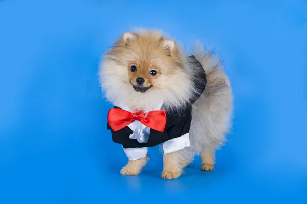 Liten pomeranian hund — Stockfoto