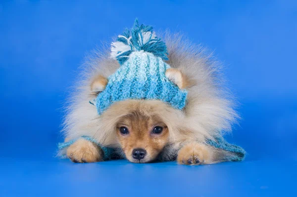 Μικρό pomeranian σκύλος — Φωτογραφία Αρχείου
