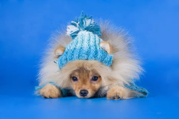 Small Pomeranian dog — Stock Photo, Image