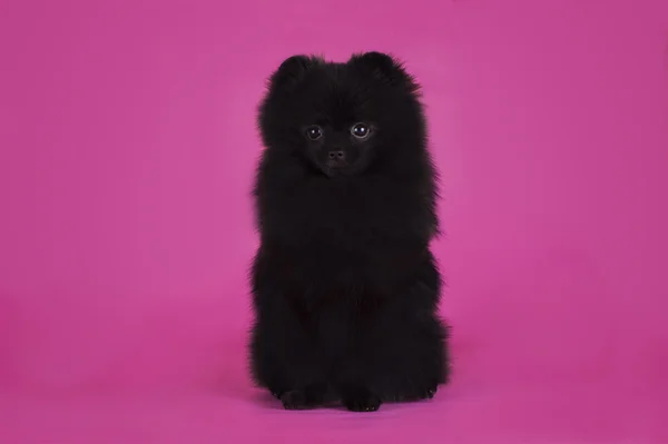 Svart pomeranian på rosa bakgrund — Stockfoto