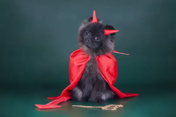 Pomeranian em um traje do diabo — Fotografia de Stock