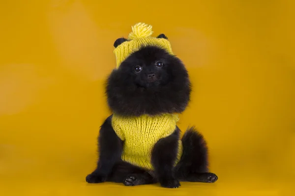 Black Pomeranian on a orange background — Stock Photo, Image