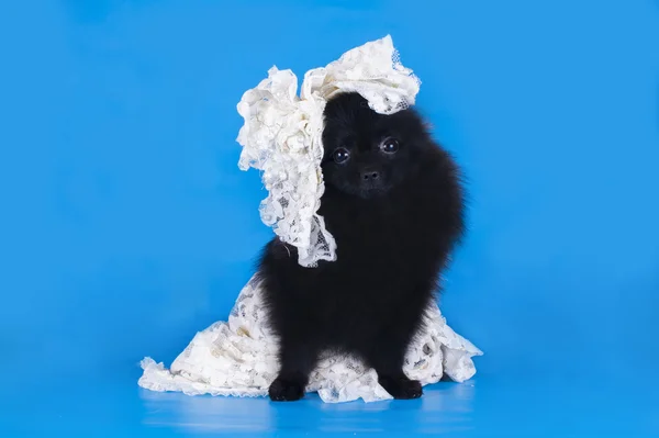 Svart pomeranian i en bröllopsklänning på blå bakgrund — Stockfoto