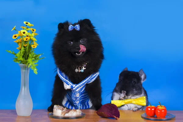 Pomeranian and chinchilla dines at the table — Stock Photo, Image