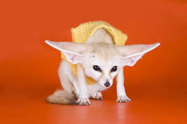 Fox on a colored background — Stock Photo, Image
