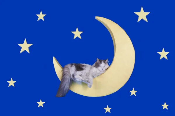 Kat zittend op de maan aan de nachtelijke hemel — Stockfoto