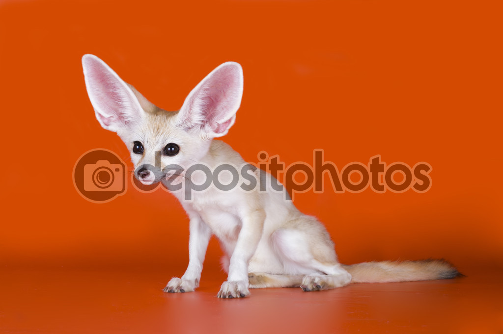 Fennec Pictures Fennec Stock Photos Images Depositphotos