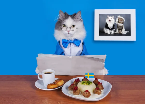 Kot biznesmen obiad szwedzkie klopsiki — Zdjęcie stockowe