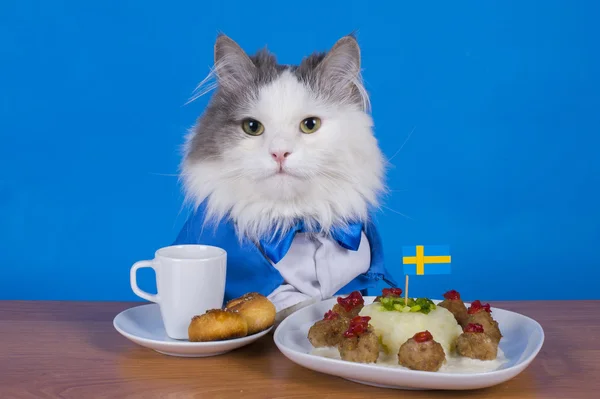 Katze Geschäftsmann Mittagessen schwedische Frikadellen — Stockfoto