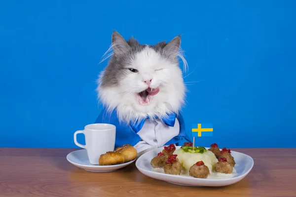 Katze Geschäftsmann Mittagessen schwedische Frikadellen — Stockfoto