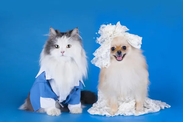Bröllopsfoto av en katt och hund — Stockfoto