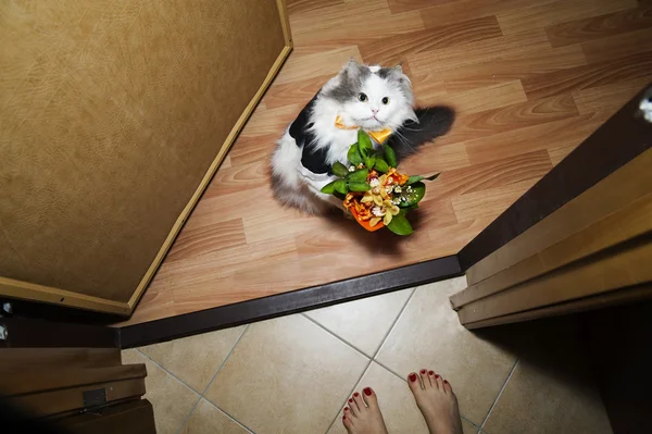 Кошка дарит цветы хозяйке — стоковое фото