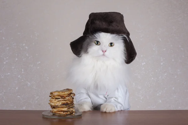Кошка в шляпе ест блинчики — стоковое фото