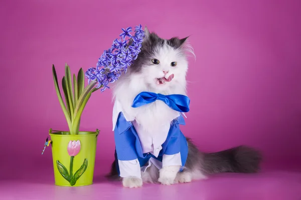 Katt i blå kostym på rosa bakgrund — Stockfoto