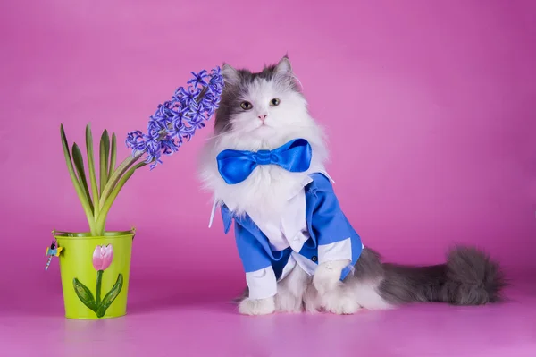 Gatto in abito blu su sfondo rosa — Foto Stock