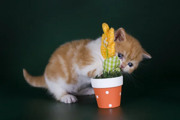 Kleine kitten in bloemen — Stockfoto