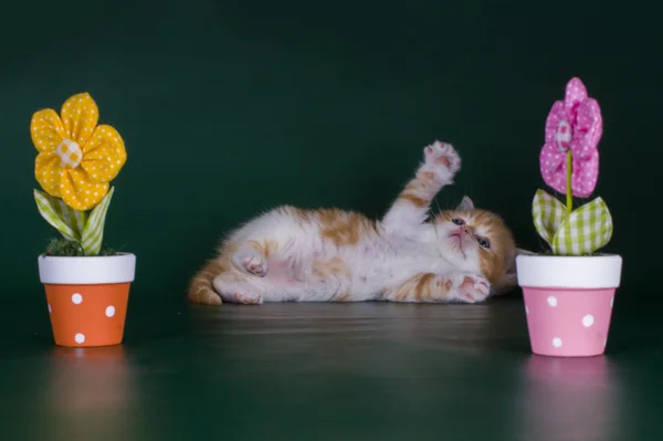 Маленький котенок в цветах — стоковое фото