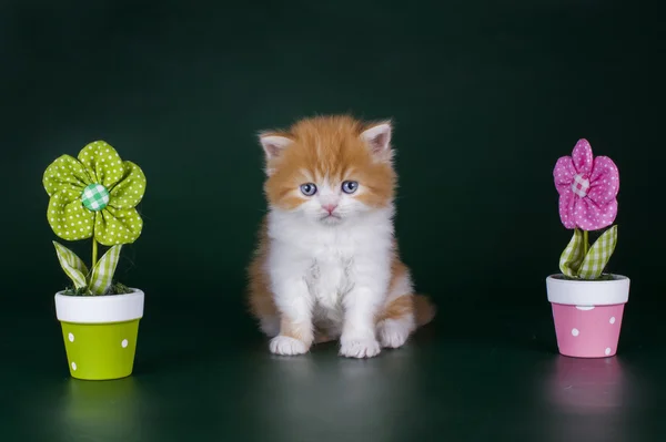 Little kitten in flowers — Stock Photo, Image