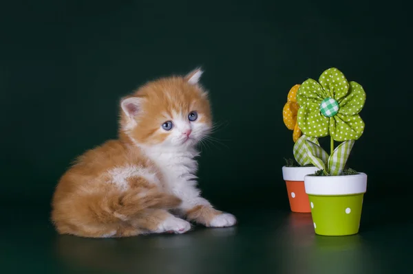 Liten kattunge i blomster – stockfoto