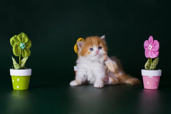 Malé kotě v květech — Stock fotografie