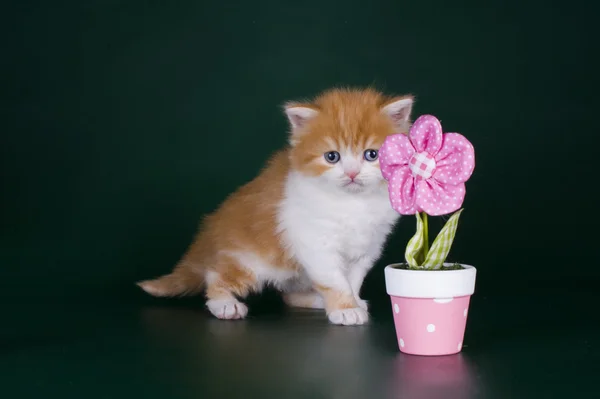 Kleines Kätzchen in Blumen — Stockfoto