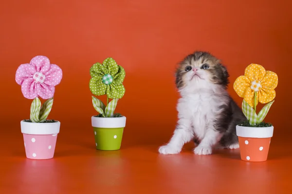 Little kitten in flowers — Stock Photo, Image