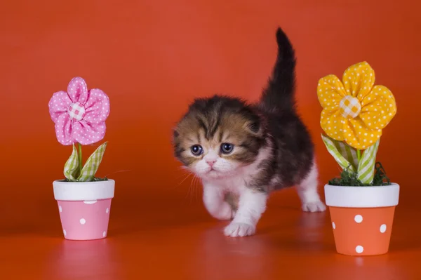 Μικρό γατάκι στα λουλούδια — Φωτογραφία Αρχείου