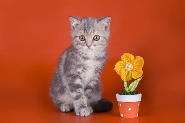 Kleines Kätzchen in Blumen — Stockfoto