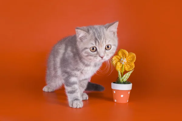 Kleine kitten in bloemen — Stockfoto