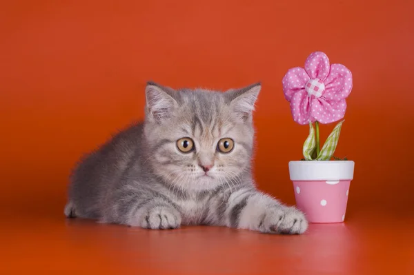 Malé kotě v květech — Stock fotografie