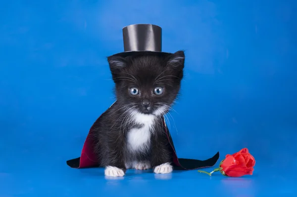 Kleine kitten in een goochelaar pak — Stockfoto