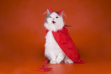 Şeytan kostümlü kedi