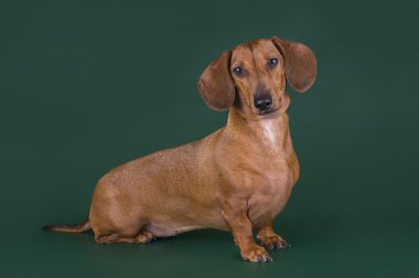 renkli bir arka plan üzerinde izole dachshund