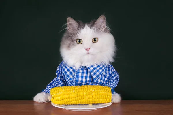 Кошка обедает кукурузой — стоковое фото