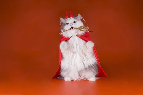 Kat in een kostuum van de duivel — Stockfoto