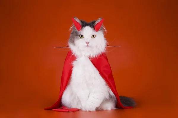 Cat in a devil costume — Stock Photo, Image