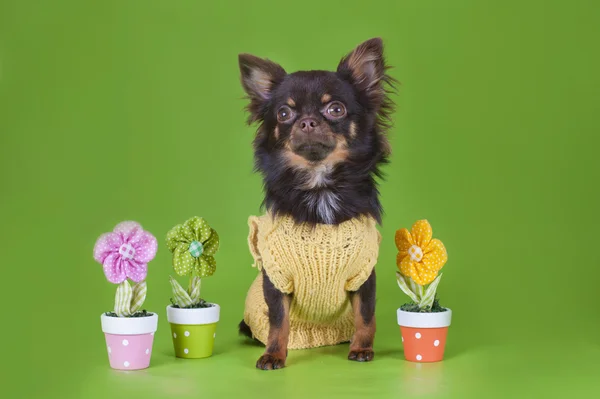 Small chihuahua isolated on green background — Stock Photo, Image