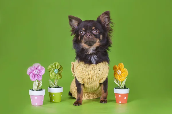 Kleine chihuahua geïsoleerd op groene achtergrond — Stockfoto