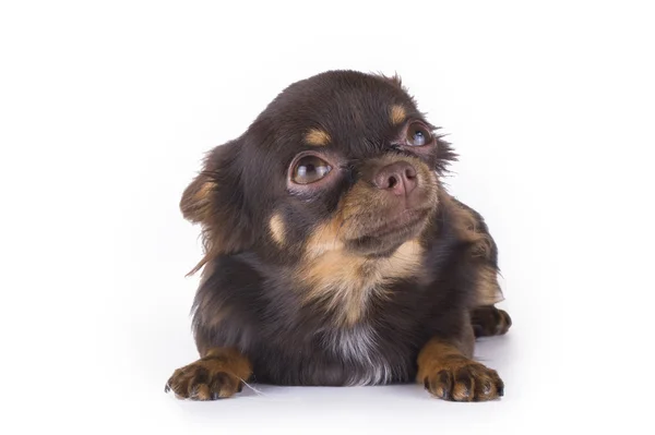 Petit chihuahua isolé sur fond blanc — Photo