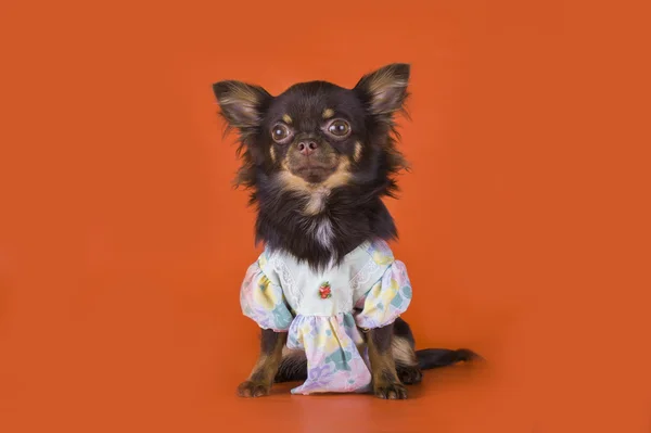 Small chihuahua isolated on red background — Stock Photo, Image